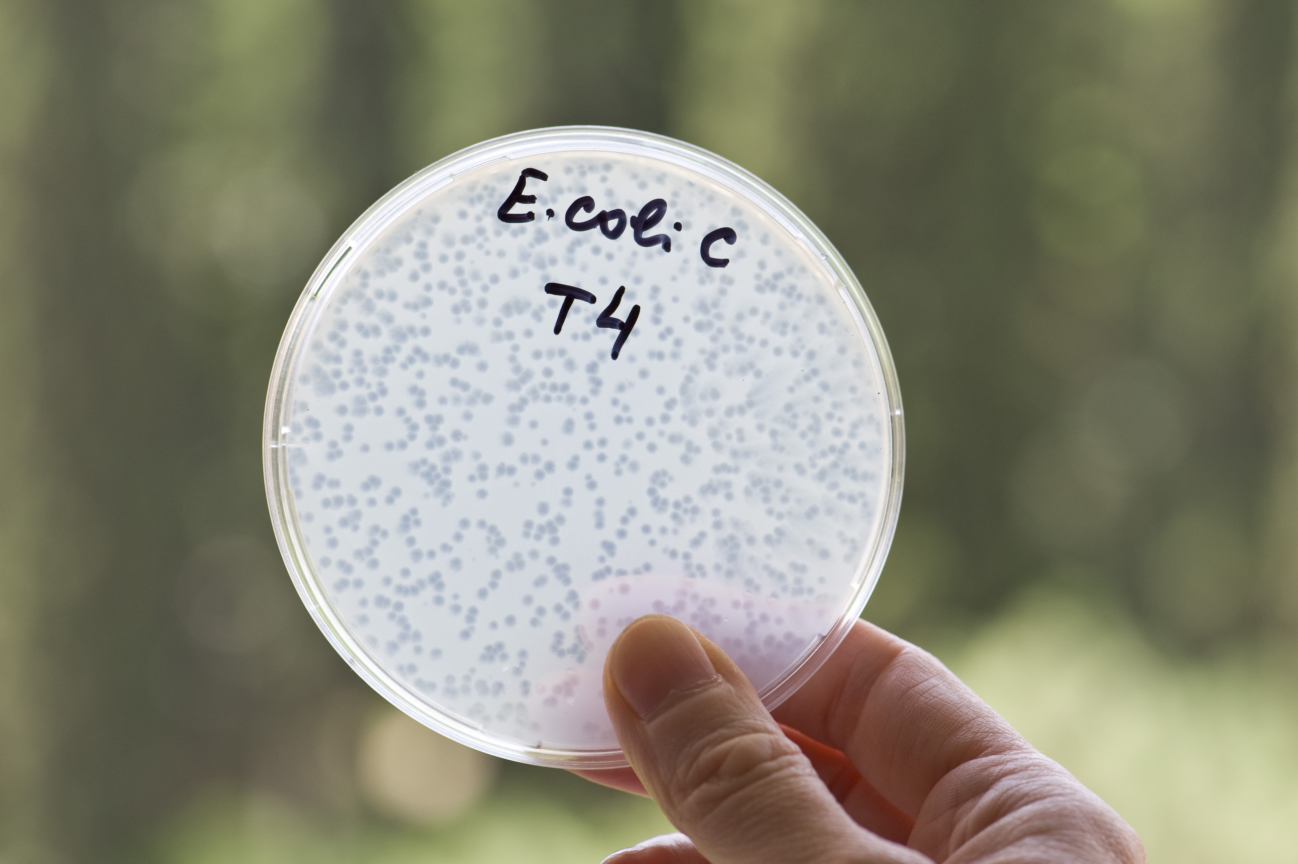 მე-4 საერთაშორისო ელიავას საზაფხულო სკოლა ბაქტერიოფაგების კვლევის მიმართულებით: ფაგების პრაქტიკული მომზადება თერაპიული გამოყენებისთვის